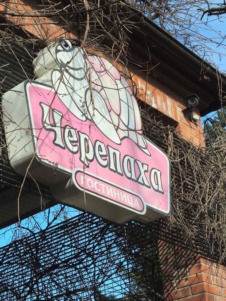 Фото Гостиницы Черепаха Калининград 111