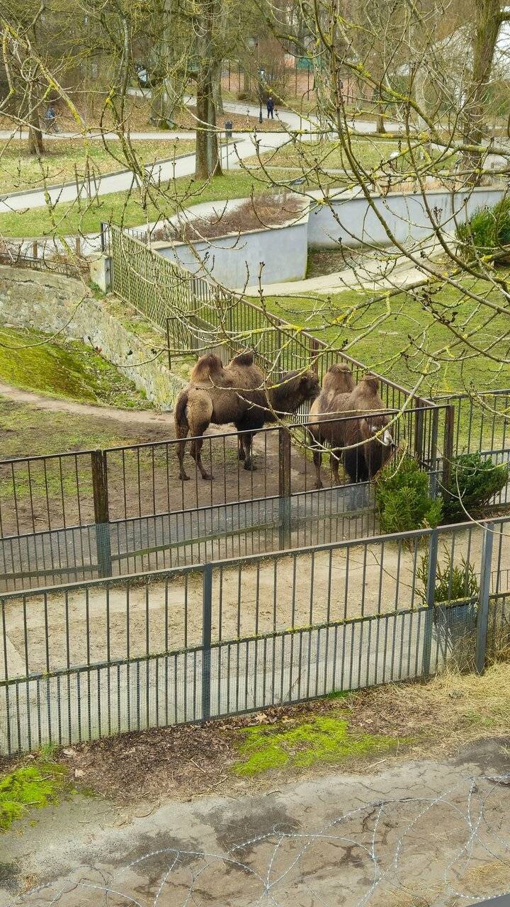 Фото Гостиницы Черепаха Калининград 173