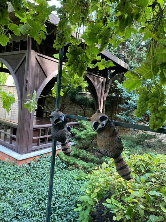 Фото Гостиницы Черепаха Калининград 149