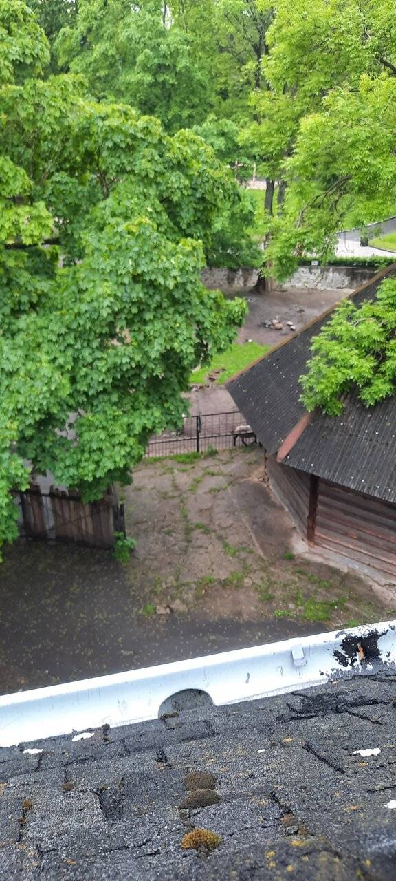 Фото Гостиницы Черепаха Калининград 191