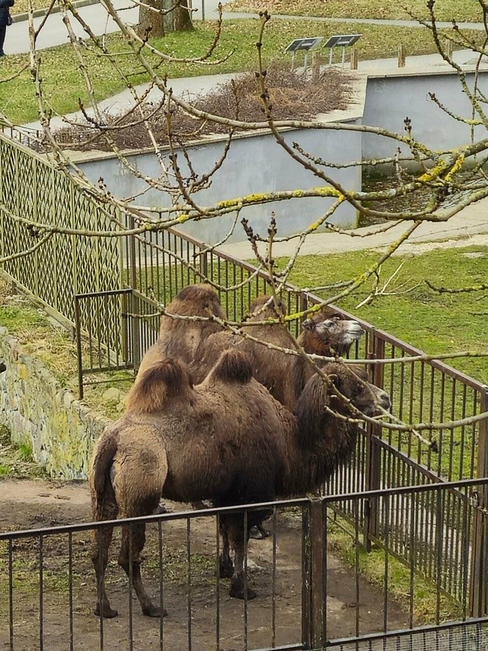 Фото Гостиницы Черепаха Калининград 112