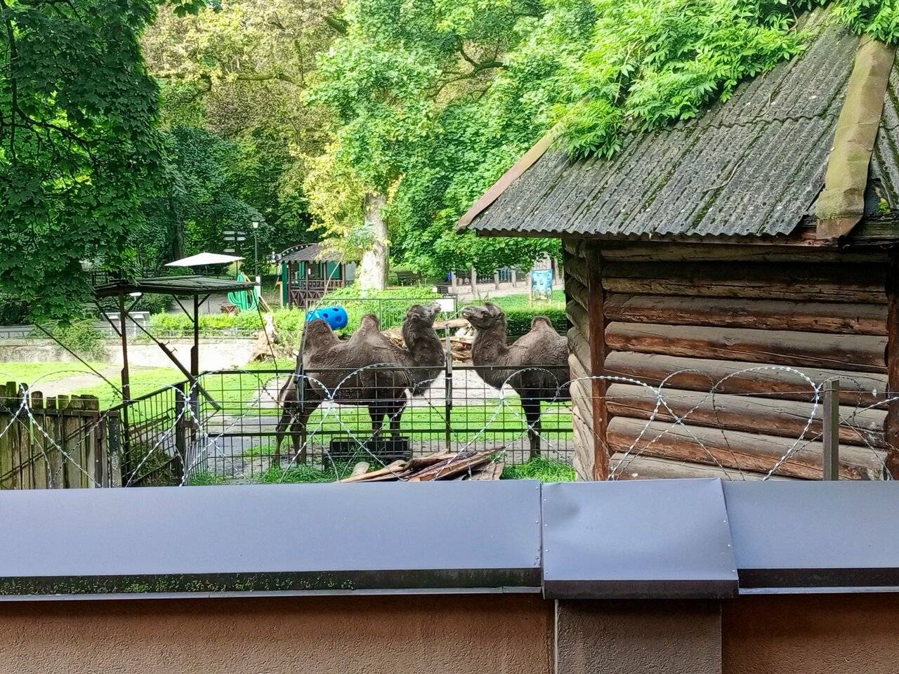 Фото Гостиницы Черепаха Калининград 128