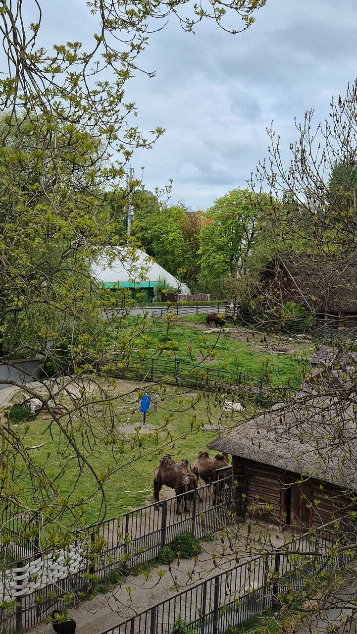 Фото Гостиницы Черепаха Калининград 144