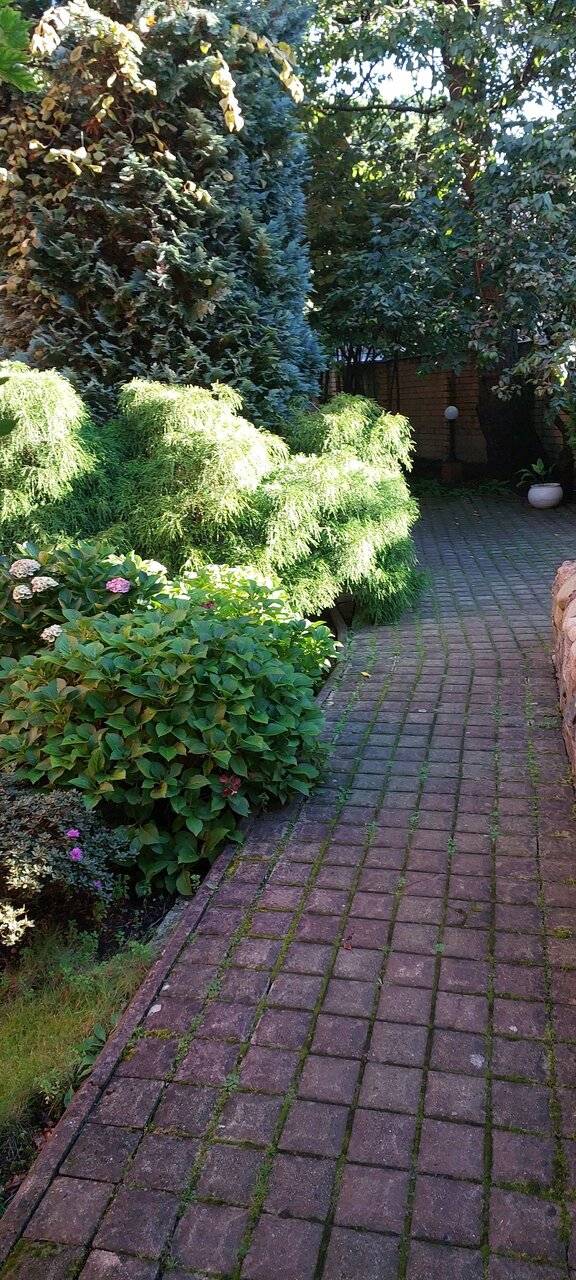 Фото Гостиницы Черепаха Калининград 164