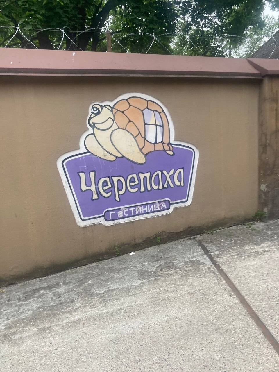 Фото Гостиницы Черепаха Калининград 117